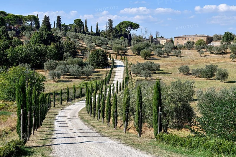 Cypress avenue near Palazzo Massaini, near Pienza, Val d'Orcia, Orcia Valley, Tuscany, Italy