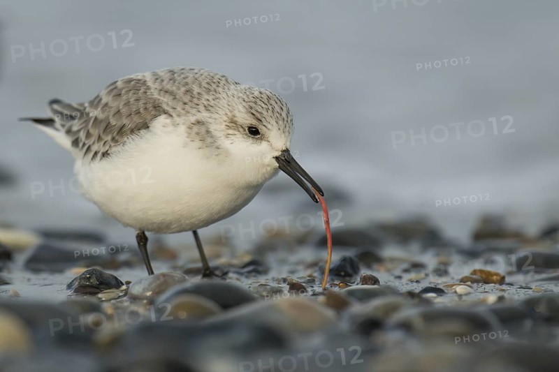 Sanderling (Calidris alba), Schleswig-Holstein, Germany