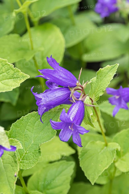 Campanula (Campanula latifolia),  Sweden