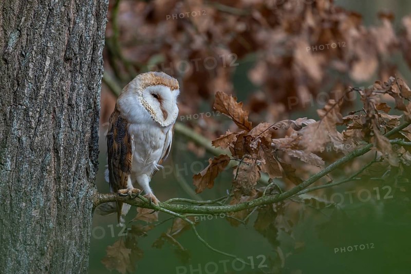 One barn owl (Tyto alba) sitting on a twig of a beech tree with some autumnal coloured leafs