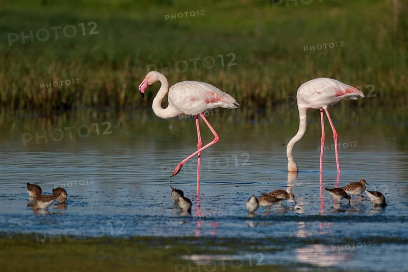 Greater Flamingo & Ruff (Phoenicopterus roseus & Calidris pugnax) foraging in shallow water, Greece