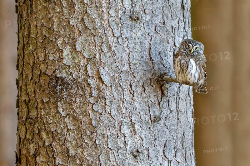 Pygmy Owl (Glaucicium passerinum), sitting on the branch of a tree, Pirchner Ast, Schwaz, Tyrol, Austria