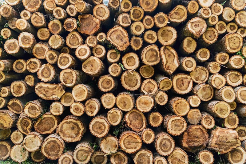 A detailed view of logs of wood stacked together in the forest, illustrating the impact of deforestation and emphasizing the importance of sustainability and environmental conservation