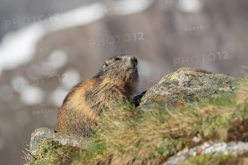 One Alpine Marmot, Marmota marmota, resting on a rock with mountains in the distant background. Grossglockner high alpine road, Hohe Tauern National Park