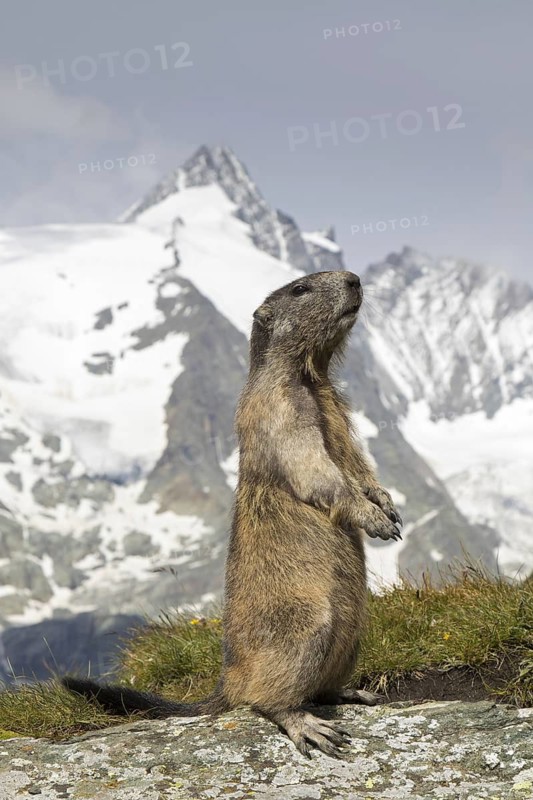 Alpine marmot (Marmota marmota) standing in front of the snow covered mountain Grossglockner, Hohe Tauern National Park, Carinthia, Austria