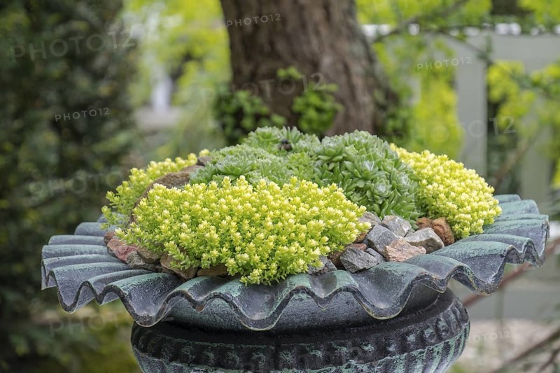 Green succulents in a decorated metal pot in front of a tree, North Rhine-Westphalia, Germany