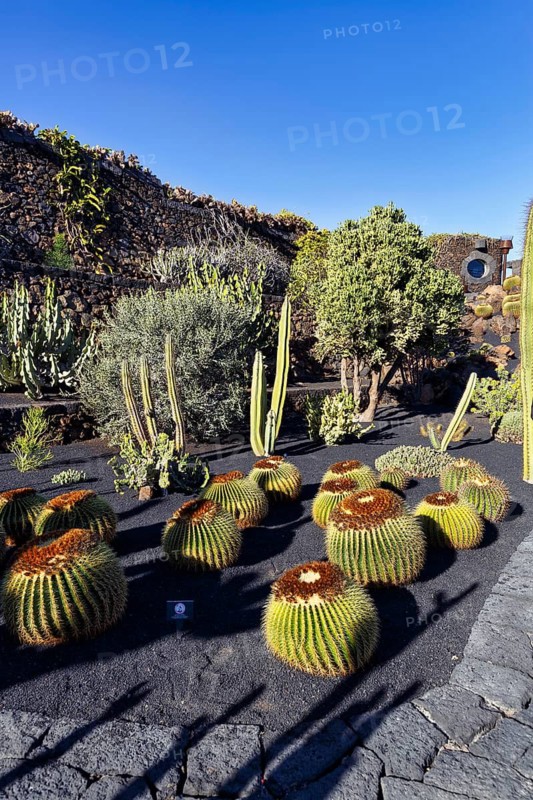 Globe cactus in the cactus garden, succulent garden Jardín de Cactus, designed by César Manrique, Guatiza, Teguise, Lanzarote, Spain