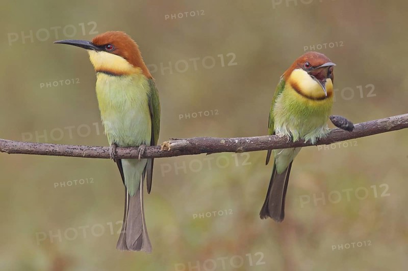 Chestnut-headed Bee-eater (Merops leschenaulti) expelling chitin, Penang, Malaysia