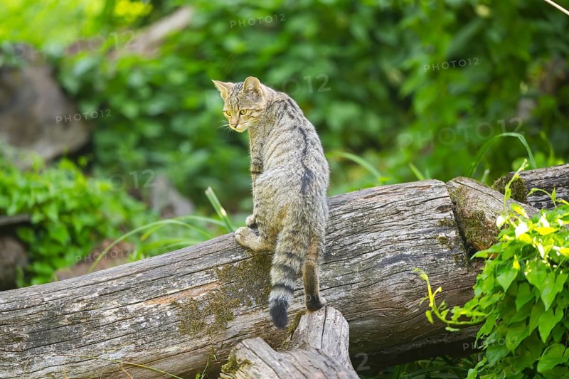 European wildcat (Felis silvestris silvestris) on an old tree trunk, Hesse, Germany
