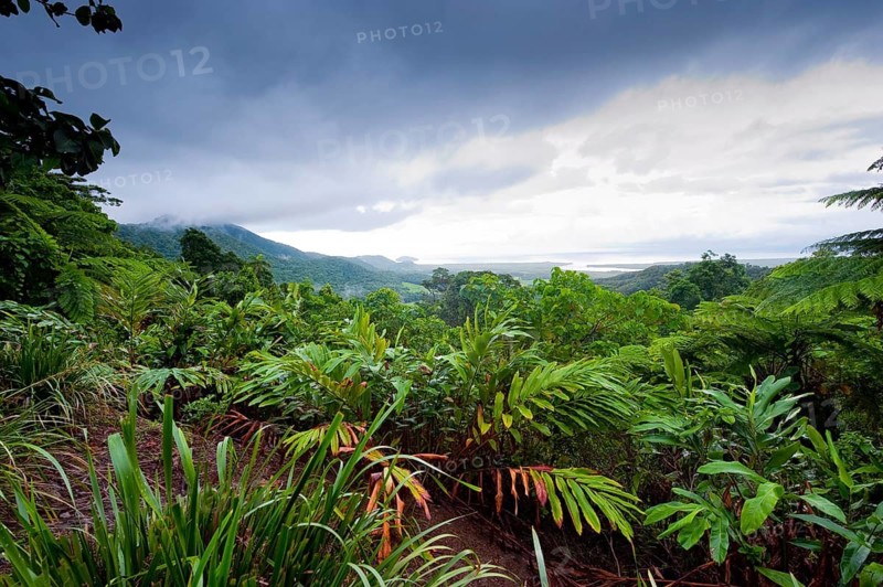 Rainforest, jungle, tropical forest, tropics, rain, nature, landscape, Daintree National Park, Queensland, Australia