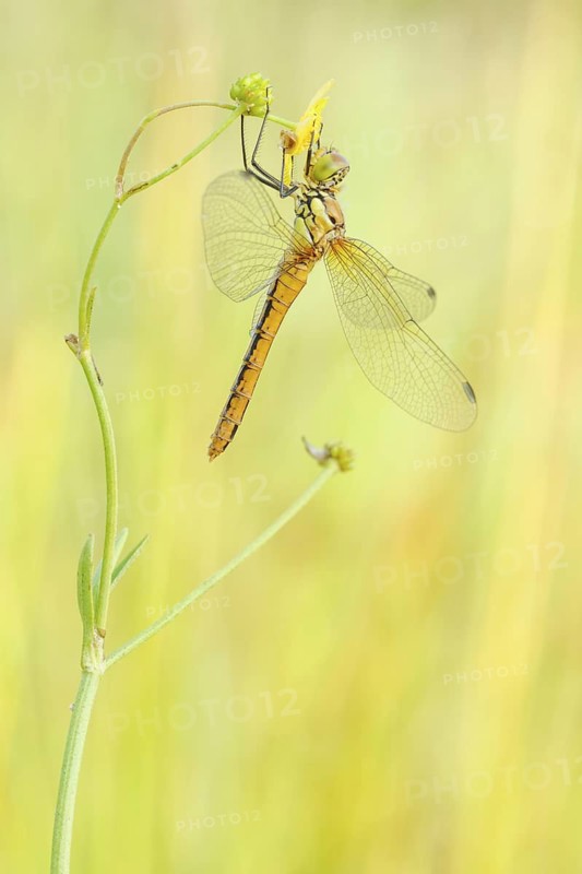 Blutrote Heidelibelle weiblich, Sympetrum sanguineum feminam Ruddy Darter female, Sympetrum sanguineum feminam