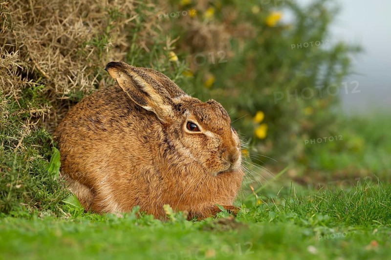 European brown hare (Lepus europaeus) adult animal resting in grassland, England, United Kingdom