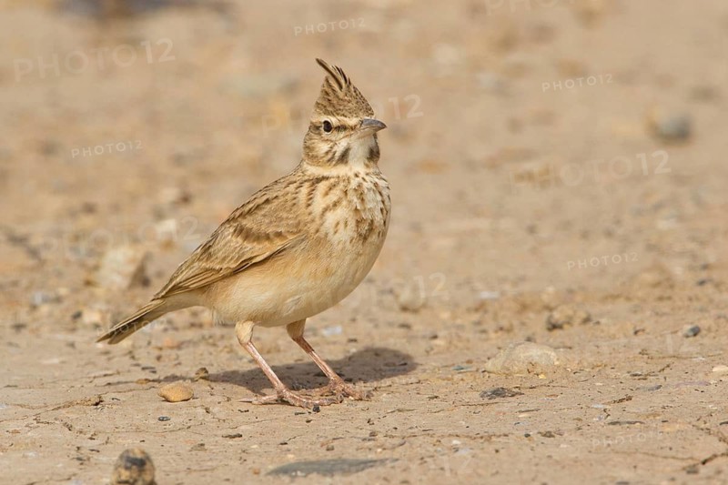 Crested Lark (Galerida cristata riggenbachi), Morocco