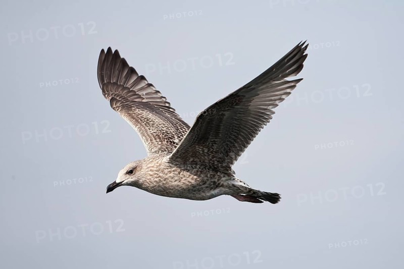 European Herring Gull (Larus argentatus) juvenile flying, Baltic Sea, Germany