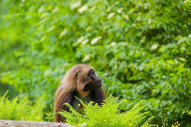 An adult male gelada (Theropithecus gelada), or bloodheart monkey, sits on a green meadow
