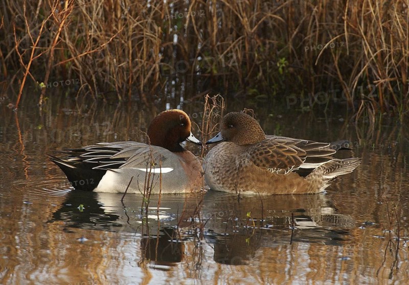Eurasian Wigeon (Mareca penelope), Schleswig-Holstein, Germany