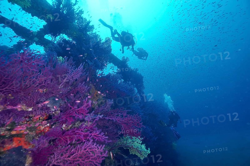 Divers examine a shipwreck with rich coral growth, Violescent sea-whip (Paramuricea clavata), dive site wreck Le Grecq, Giens peninsula, Mediterranean Sea, Porquerolles, Provence, Côte d'Azur, France