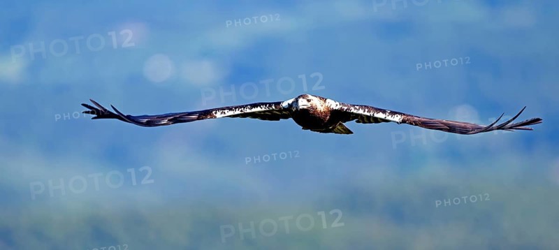 Spanish imperial eagle (Aquila adalberti) in flight at first morning light, Castilla-La Mancha, Spain