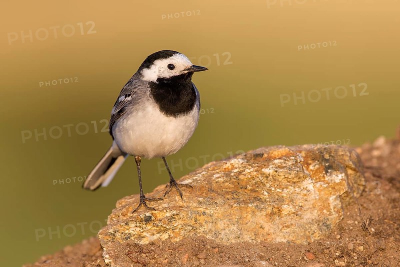 White Wagtail (Motacilla alba) perched on a rock, Poland