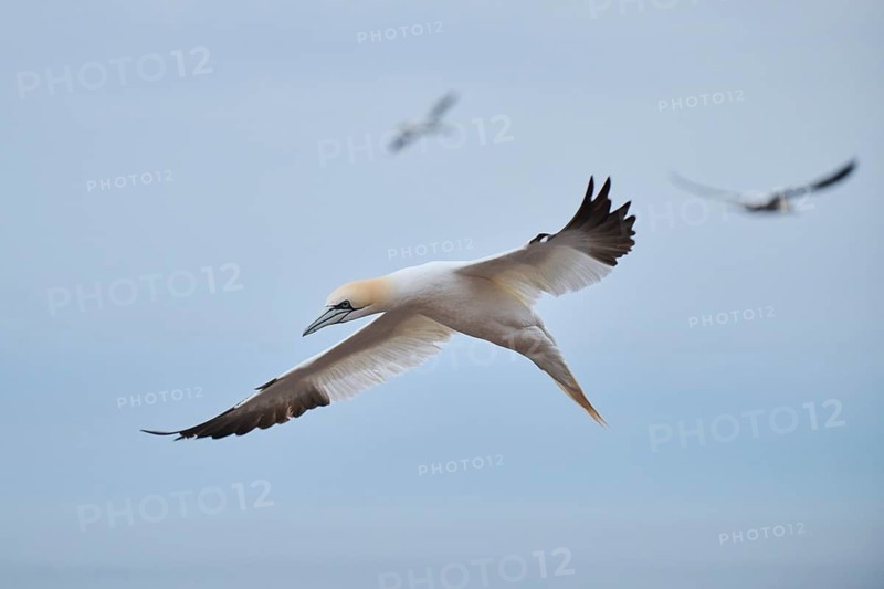 Northern gannet (Morus bassanus) flying over the sea, wildlife, Heligoland, Germany