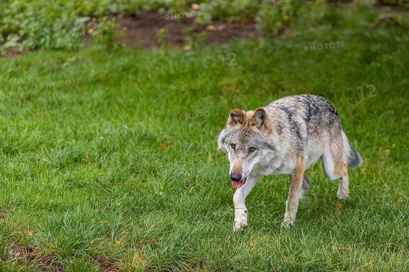 One adult eurasian gray wolf (Canis lupus lupus) walking through the green undergrowth at a forest edge