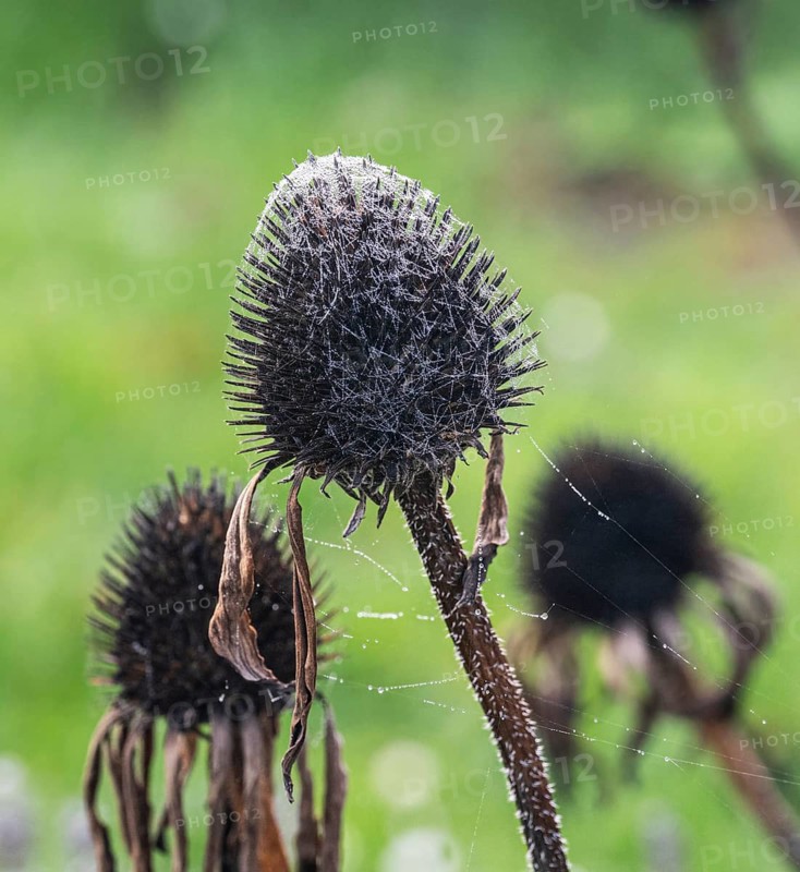 Spider's web and dewdrops on garden Cone Flower (Echinacea sp.) seed head, in autumn, Hesse, Germany