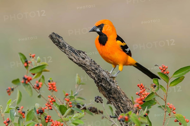 Altamira Oriole (Icterus gularis) male, Texas, USA