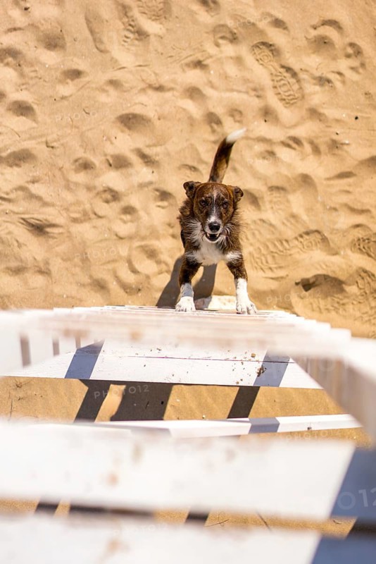 A curious dog climbs up a white wooden ladder on a sunlit Greek beach, with sandy footprints visible. The scene captures summer, adventure, and the joy of exploration