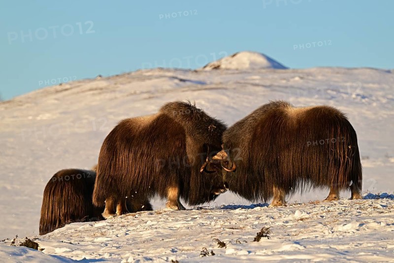 Musk oxen (Ovibos moschatus) head to head in the snow at sunrise, Dovrefjell-Sunndalsfjella National Park, Norway