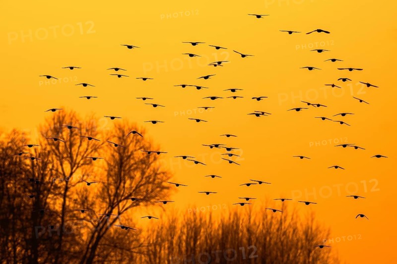 European starling murmuration, large flock of common starlings (Sturnus vulgaris) in flight silhouetted against orange sunset sky
