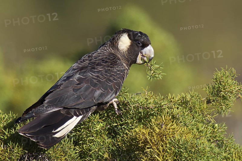 Carnaby’s Black Cockatoo (Calyptorhynchus latirostris), Perth - Western Australia, Australia