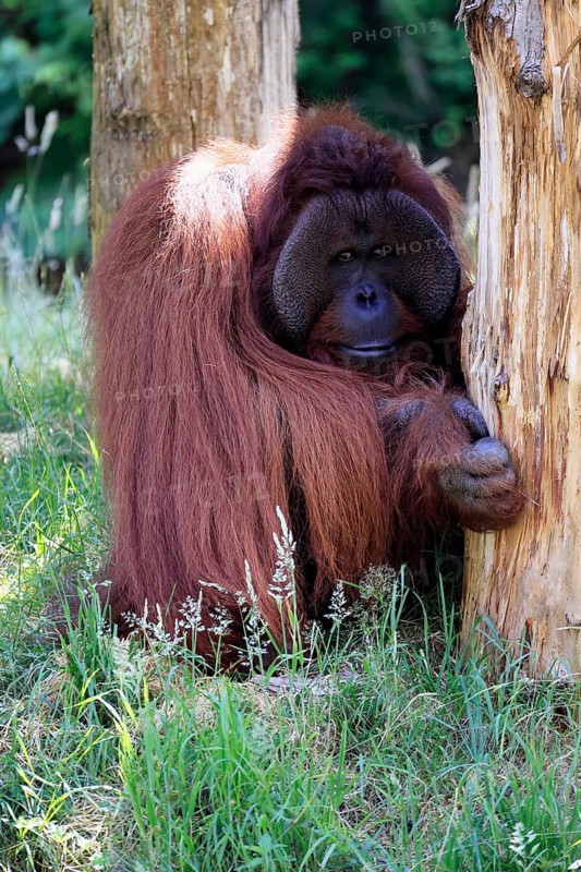 Borneo Orang Utan (Pan Paniscus), adult, male, on ground, vigilant, endangered species, captive, Borneo, Malaysia