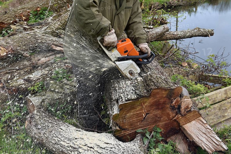 Felling trees with a chainsaw, Schleswig-Holstein, Germany