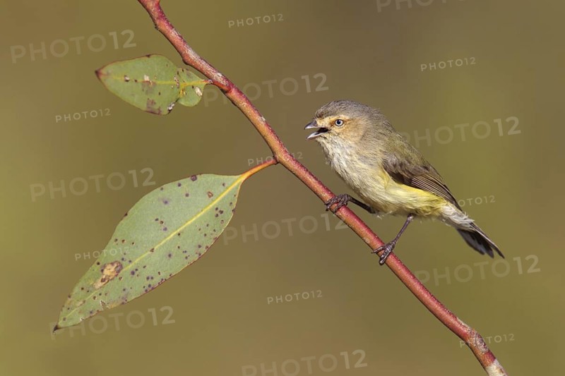 Weebill (Smicrornis brevirostris) singing, Victoria, Australia