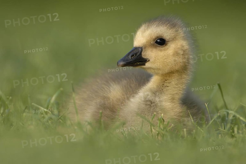 Canada Goose (Branta canadensis) chick, North Rhine-Westphalia, Germany