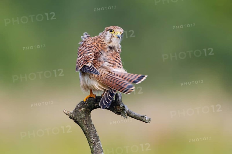 Turmfalke, lat. Falco tinnunculus, Weibchen im Jugendkleid auf trockenem Ast bei der Gefiederpflege