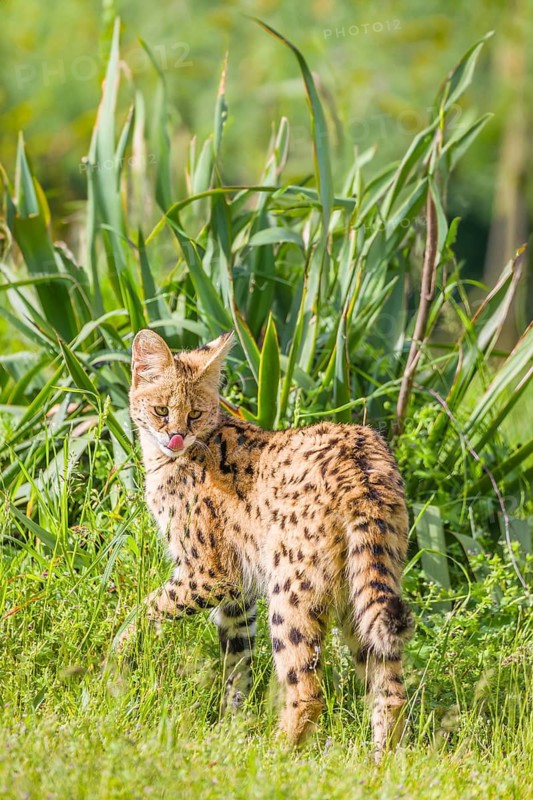 A serval, Leptailurus serval, stands on a green meadow on a sunny day