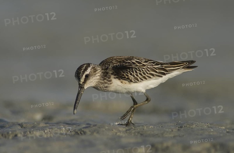 Broad-billed Sandpiper (Calidris falcinellus) foraging, Oman