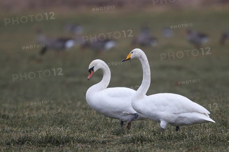 Mute Swan & Whooper Swan (Cygnus olor & Cygnus cygnus), North Rhine-Westphalia, Germany
