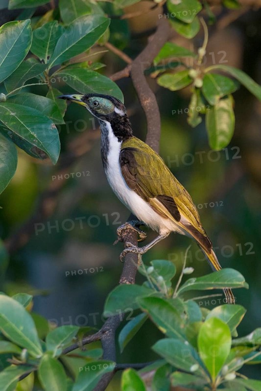 Blue-faced Honeyeater (Entomyzon cyanotis) perched on a branch, Northern Territory, Australia