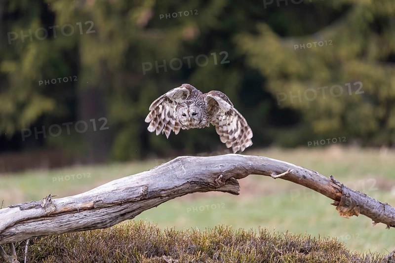 One tawny owl or brown owl (Strix aluco) starting off of a branch for a hunt
