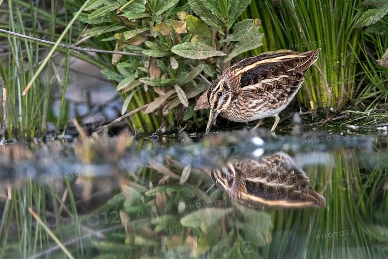 Jack Snipe (Lymnocryptes minimus) foraging, Madrid, Spain