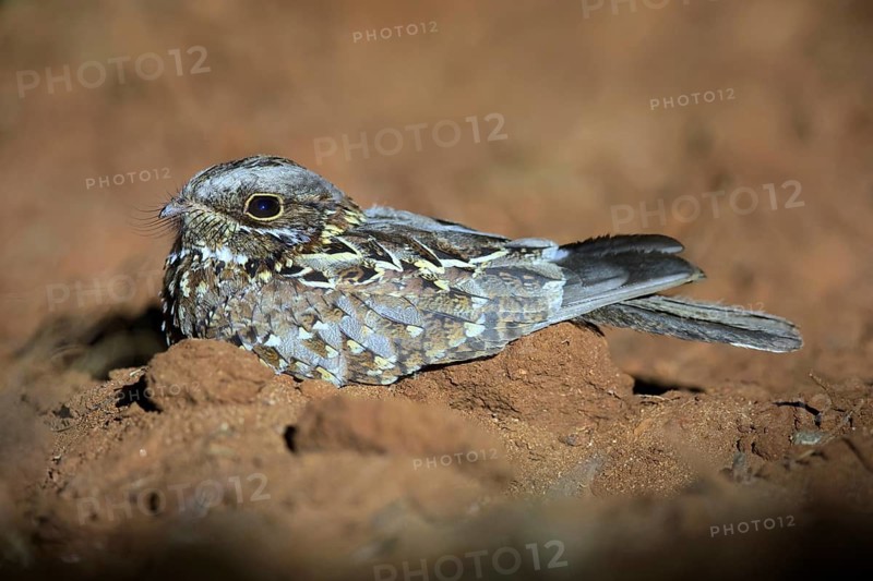 Donaldson Smith's Nightjar (Caprimulgus donaldsoni) perched on the ground, Oromia, Ethiopia