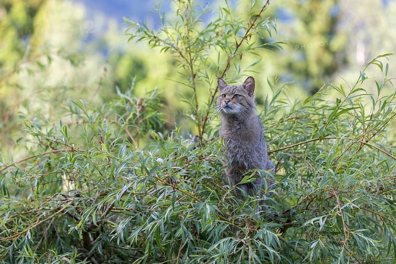 One European wildcat, Felis silvestris silvestris, sitting in a green weeping willow tree. Green leaves all around