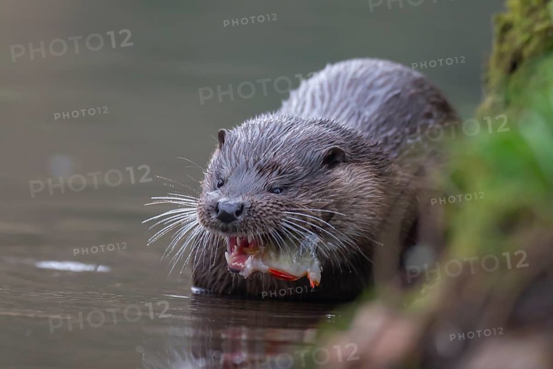 Eurasian otter (Lutra lutra) adult animal feeding on a fish in a river, England, United Kingdom