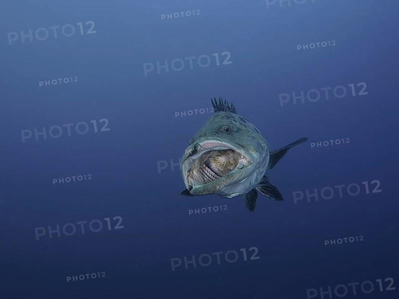 Potato grouper (Epinephelus tukula)