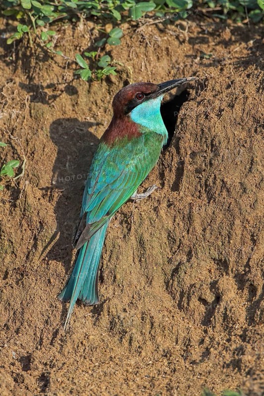 Blue-throated Bee-eater (Merops viridis) at breeding cavity, Penang, Malaysia