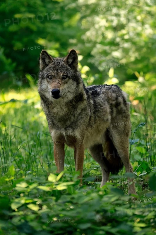 Wolf (Canis lupus), adult, in the forest, alert, Hesse, Germany