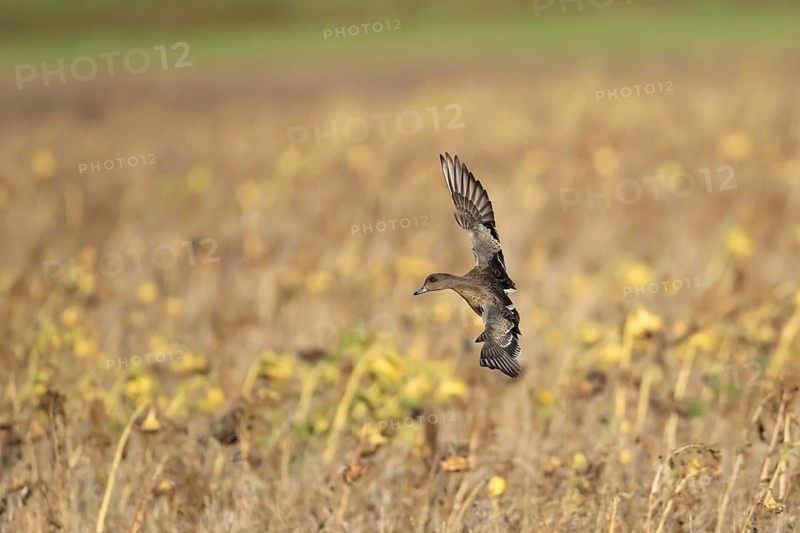 Eurasian wigeon duck (Mareca penelope) adult female bird flying, England, United Kingdom