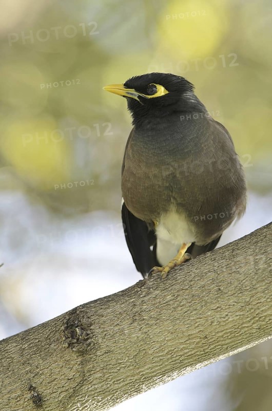 Common Myna (Acridotheres tristis), Mauritius